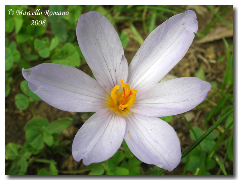 Crocus longiflorus / Zafferano autunnale